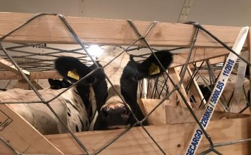 AirBridgeCargo Transports Cattle from USA to Thailand