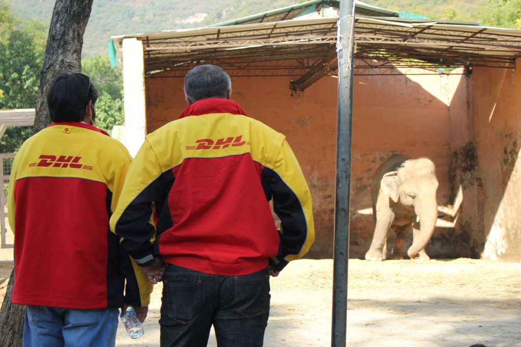 DHL Safely Relocates “The World’s Loneliest Elephant”