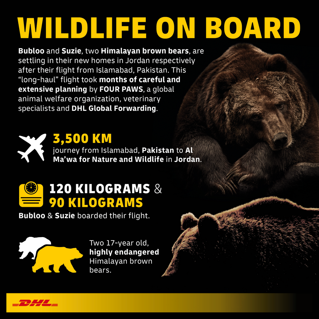 DHL Flies Two Himalayan Brown Bears to their New Home