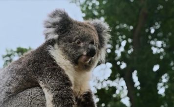 Turkish Cargo Koala Yani
