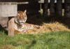 American Airlines Cargo Lucy Tiger