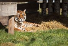 American Airlines Cargo Lucy Tiger