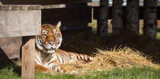 American Airlines Cargo Lucy Tiger