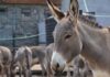 The Donkey Sanctuary Emirates Trafficking Donkey Skins