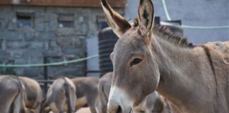 The Donkey Sanctuary Emirates Trafficking Donkey Skins