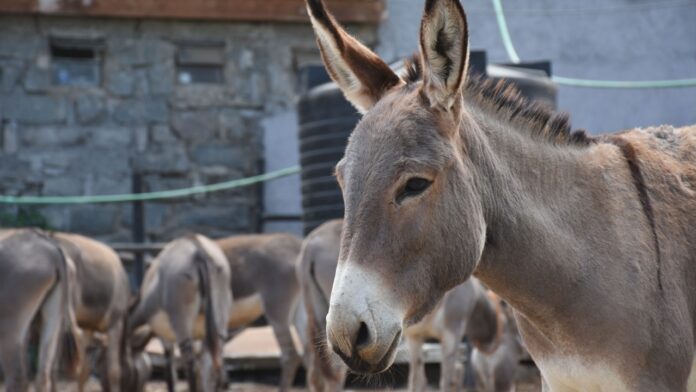 The Donkey Sanctuary Emirates Trafficking Donkey Skins