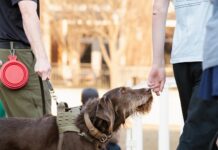 Global K9 KLM Provide Canine Cargo Screening Amsterdam Schiphol