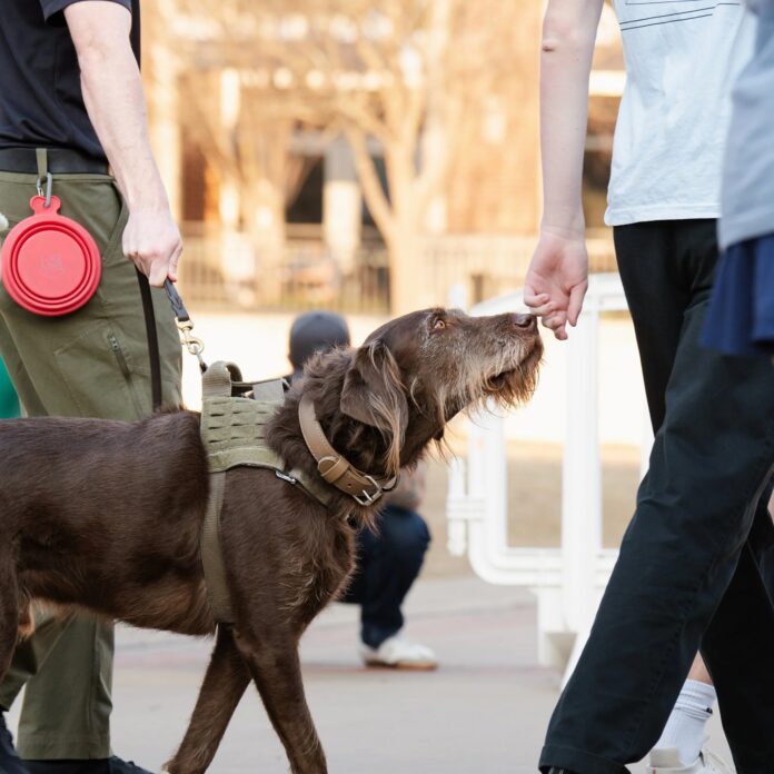 Global K9 KLM Provide Canine Cargo Screening Amsterdam Schiphol
