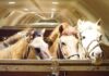 Chapman Freeborn Intradco Global 121-Horse Air Charter Mongolia Vietnam