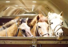 Chapman Freeborn Intradco Global 121-Horse Air Charter Mongolia Vietnam