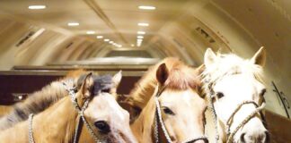Chapman Freeborn Intradco Global 121-Horse Air Charter Mongolia Vietnam