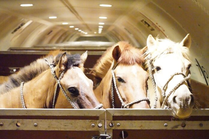 Chapman Freeborn Intradco Global 121-Horse Air Charter Mongolia Vietnam